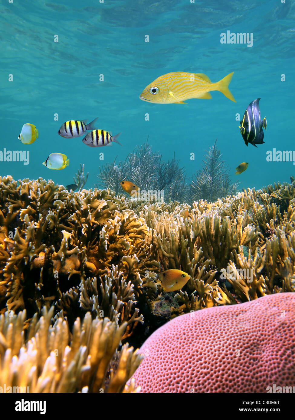 Shallow coral reef underwater with tropical fish in the Caribbean sea, Mexico Stock Photo