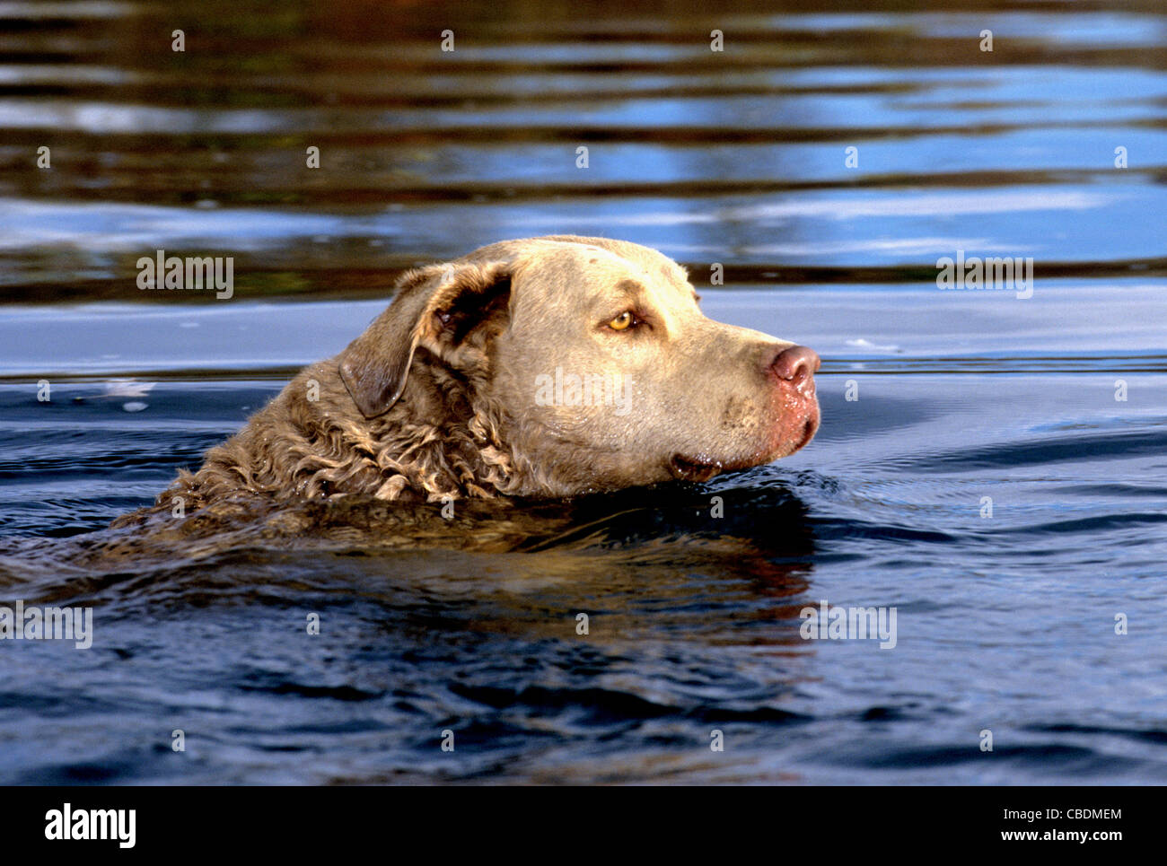 Chesapeake Bay retriever swimming Stock Photo Alamy