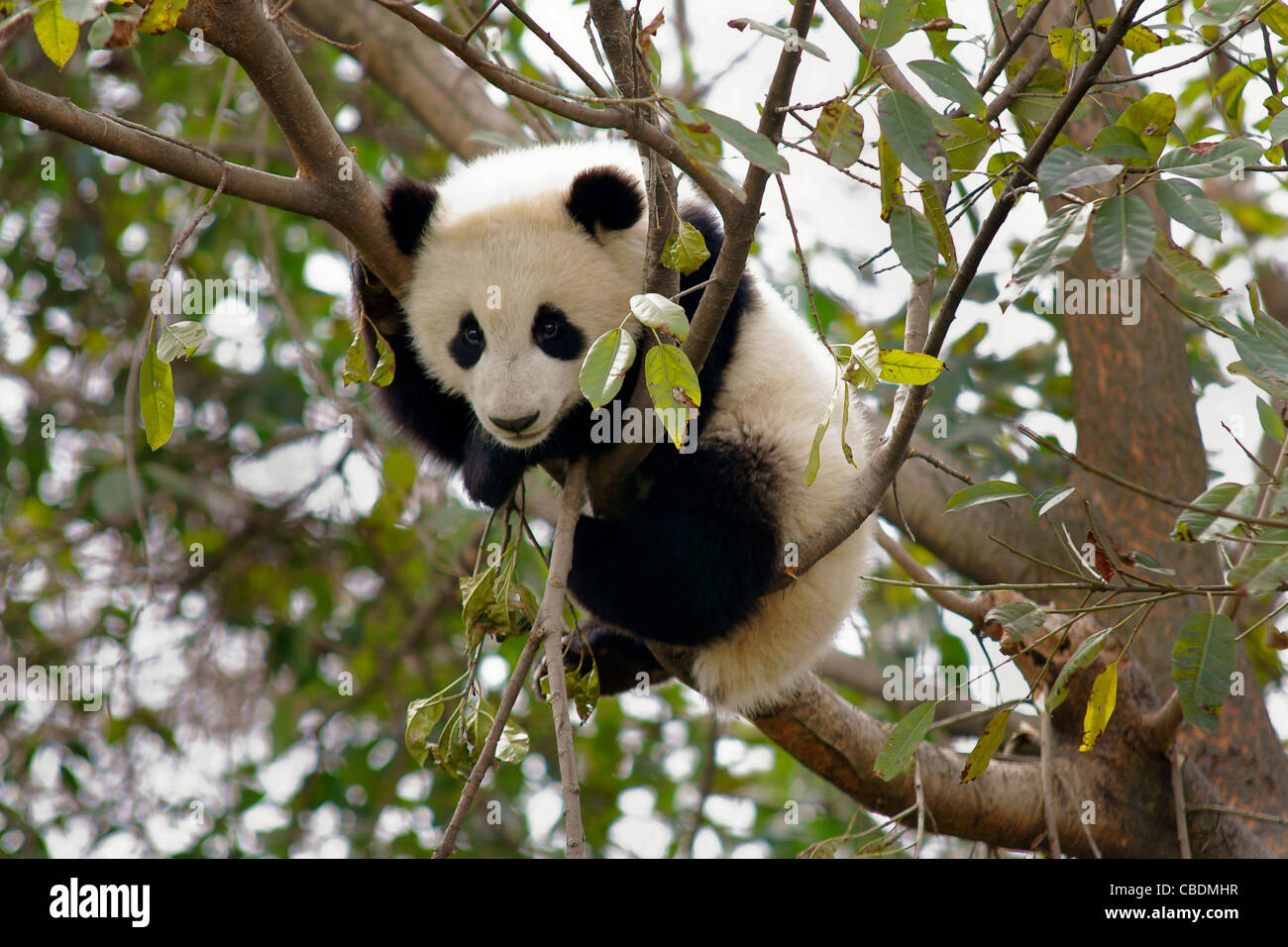 Panda bear cub tree hi-res stock photography and images - Alamy