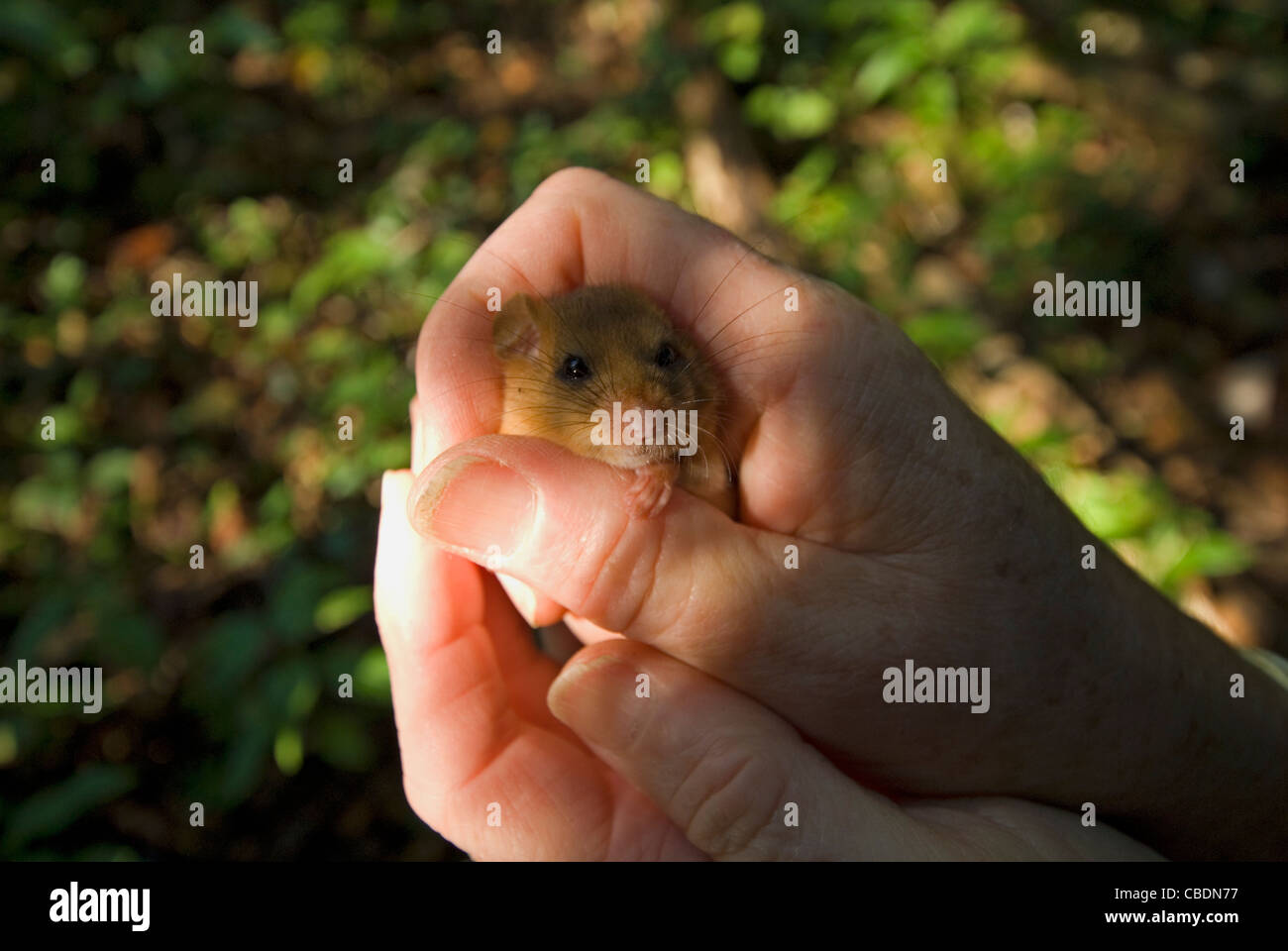 A juvenile Hazel Dormouse (Muscardinus avellanarius) held by licence holder for monitoring purpose Stock Photo