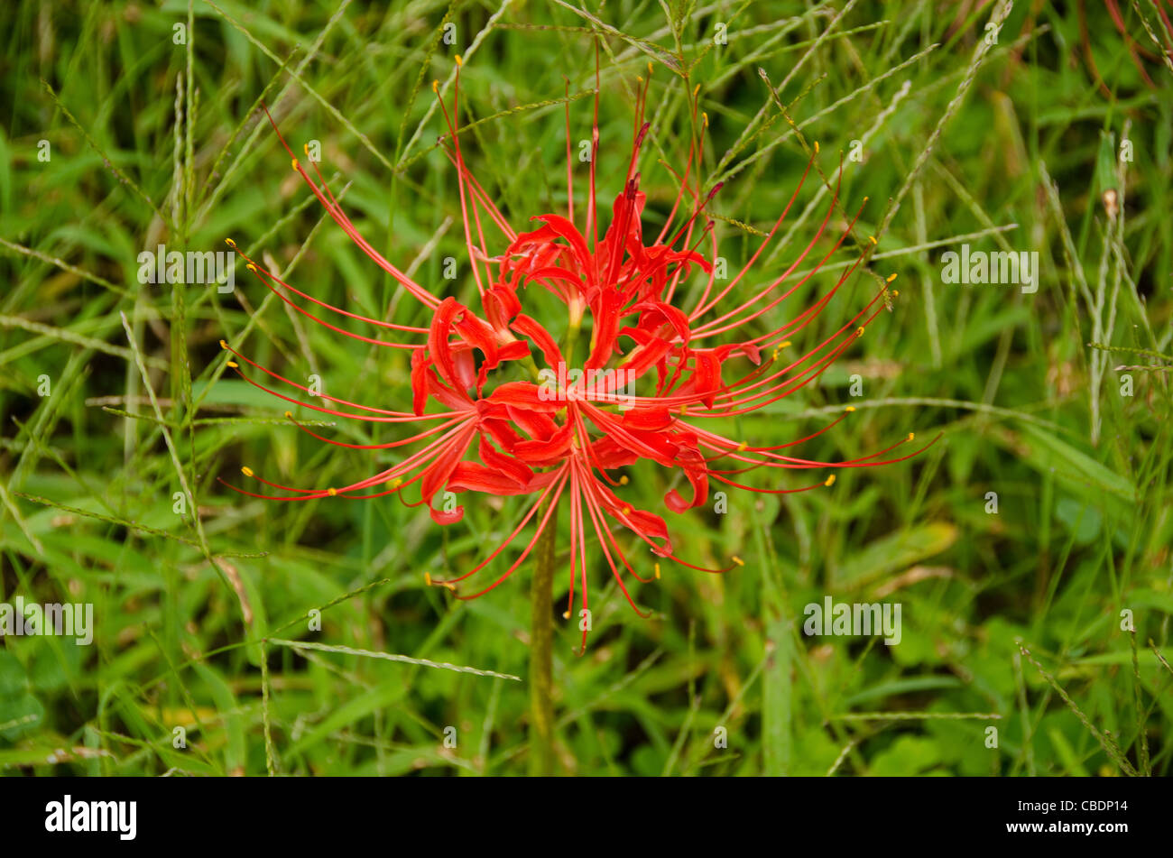 Flower of the Red spider lily, Lycoris radiata Stock Photo