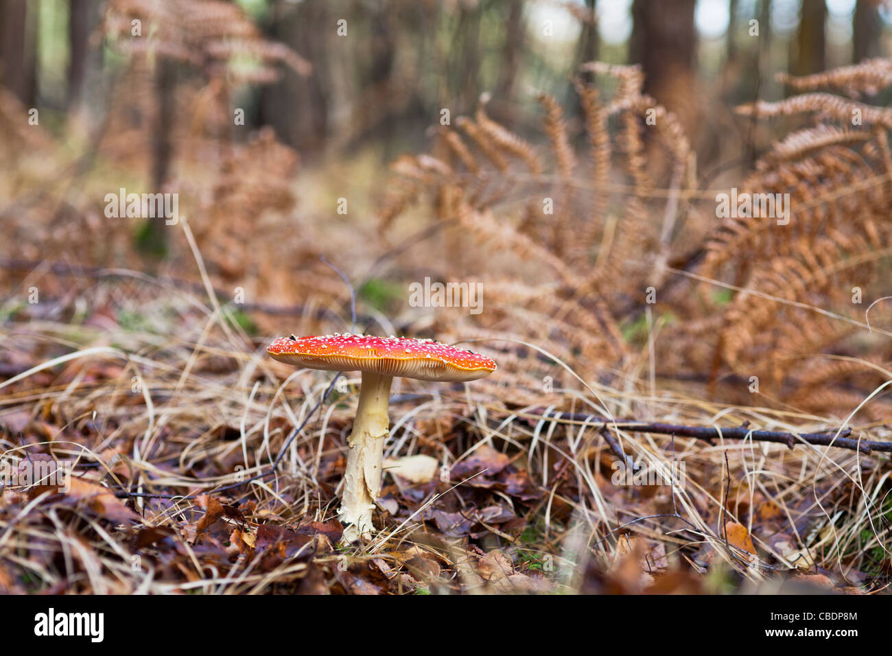 Red and whiFly Agaric (Amanita Muscaria) in fallen leaves in English woodland in autumn with a background of brown bracken Stock Photo