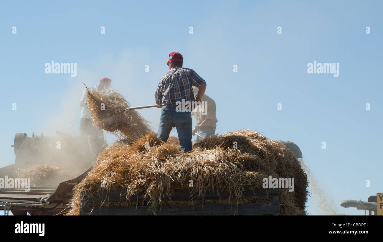 Men harvesting hay with old farm equipment Stock Photo - Alamy