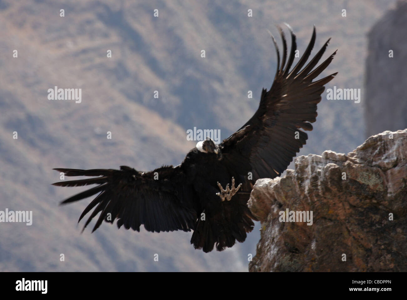 Condor (male) comes into roost in Colca Canyon, Peru Stock Photo