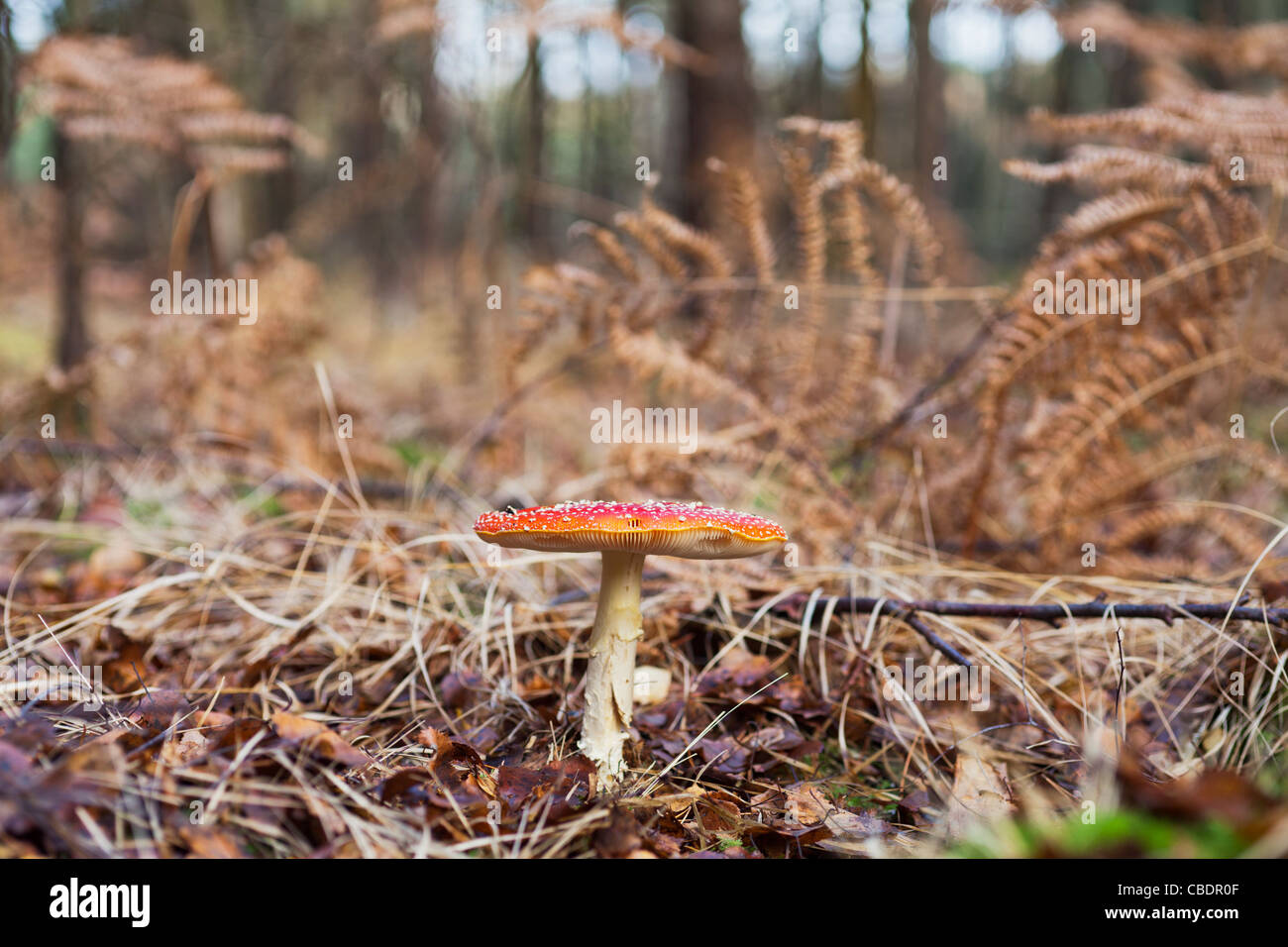 Red and white spotted Fly Agaric (Amanita Muscaria) toadstool in fallen autumn leaves with brown bracken in woodland Stock Photo