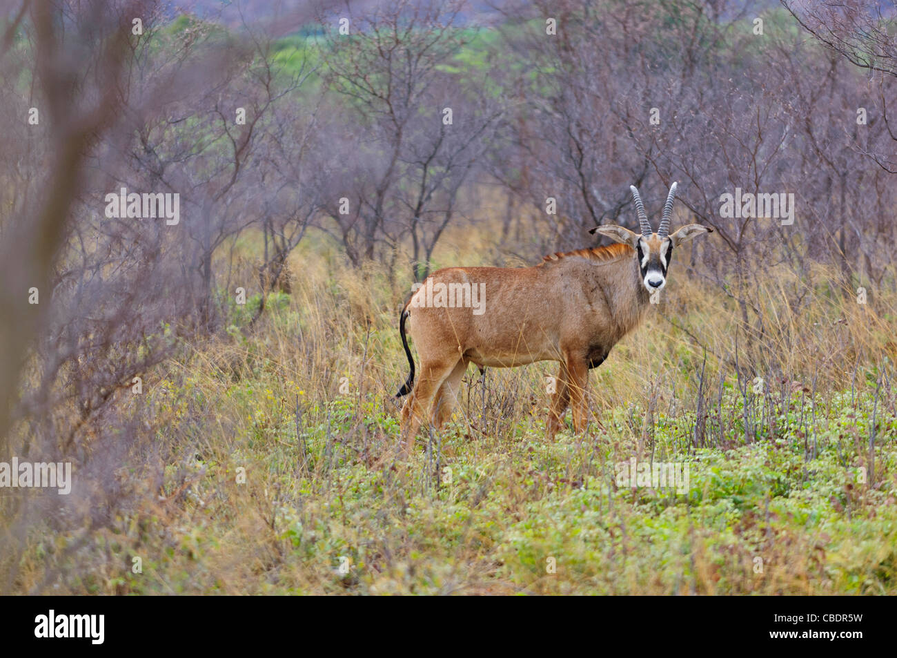 Male Roan Antelope  - Hippotragus equinus- in Waterberg Plateau Park. Namibia Stock Photo