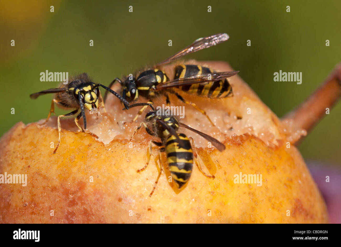 Common wasp on windfall (Vespula vulgaris) Stock Photo