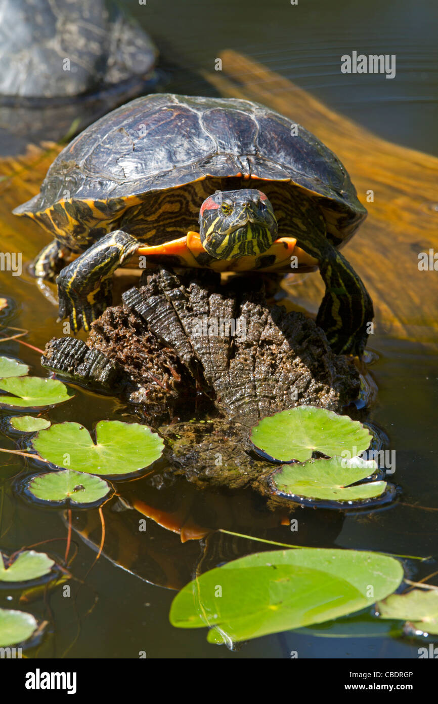 Red-eared slider (Trachemys scripta elegans) Stock Photo