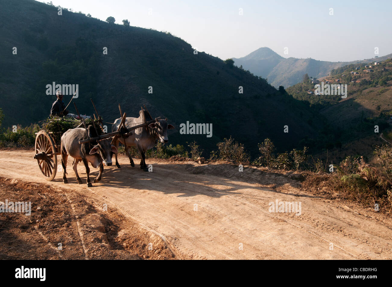 Old man is riding on a mountain road in an ox cart Stock Photo