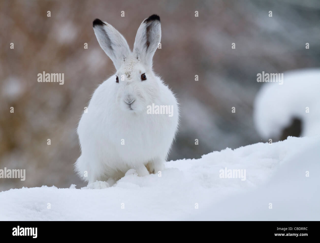 Mountain hare in the snow (Lepus timidus) Stock Photo