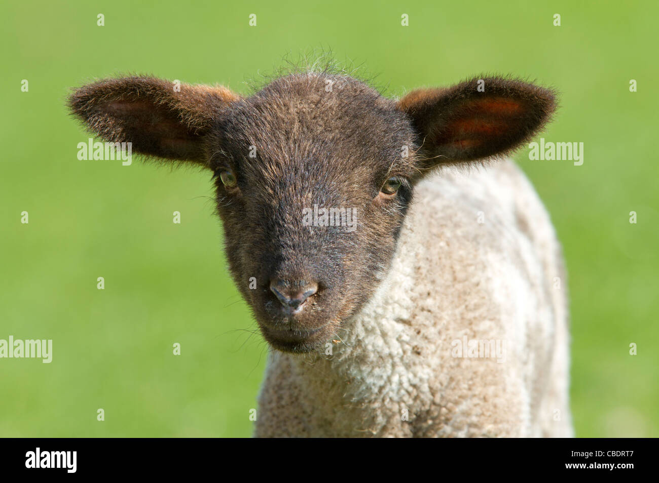 Portrait of a young Domestic sheep (Ovis orientalis aries) Stock Photo