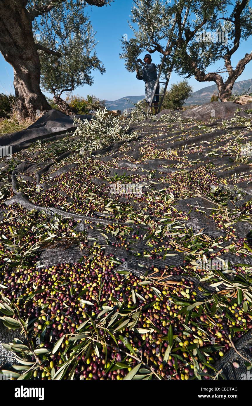Harvesting Kalamata olives, near Kardamyli in the Outer Mani, Messinia