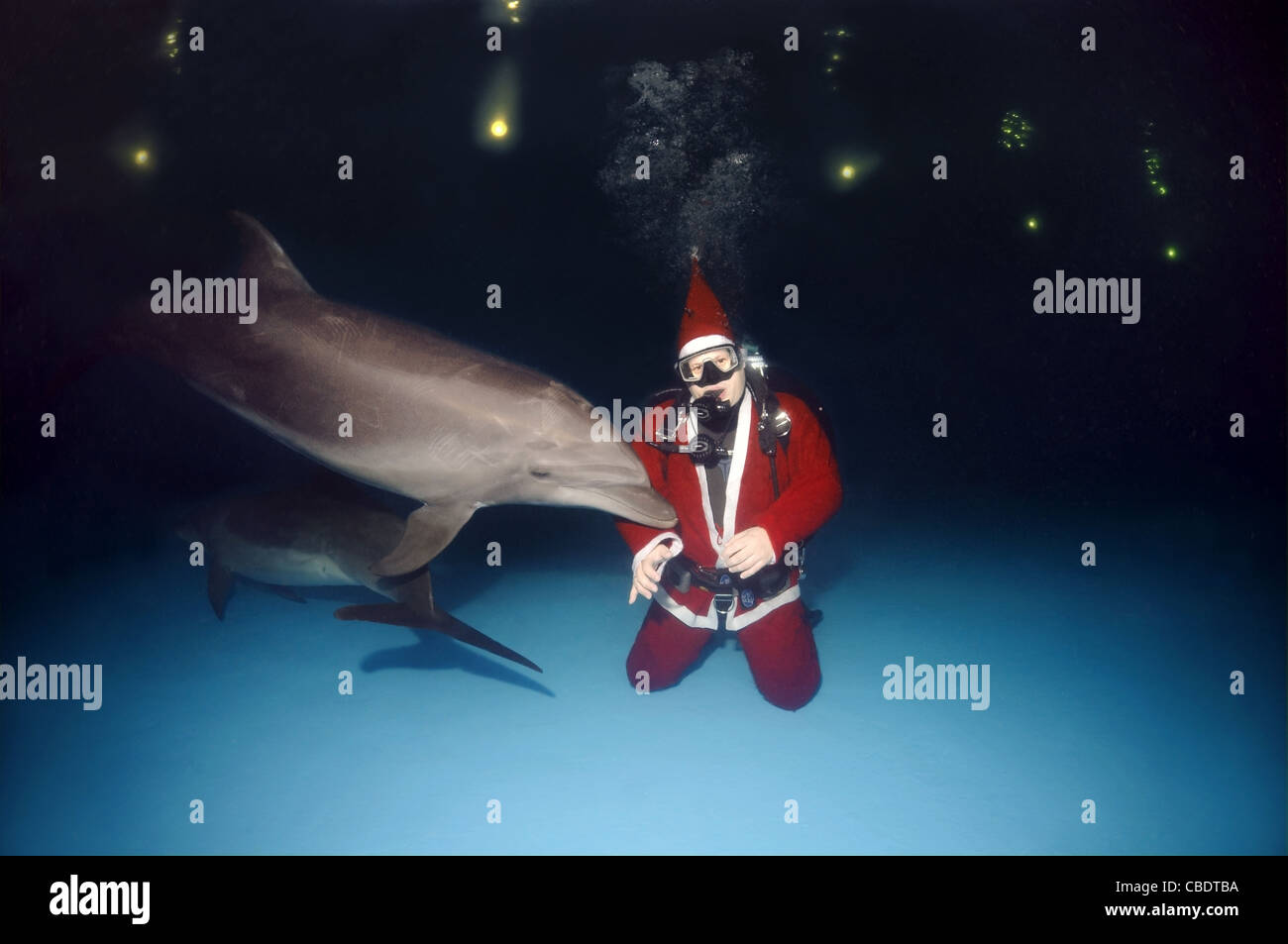 Happy New Year, Dolphin and Santa Claus - bottlenose dolphin, Afalina (Tursiops truncatus) Stock Photo