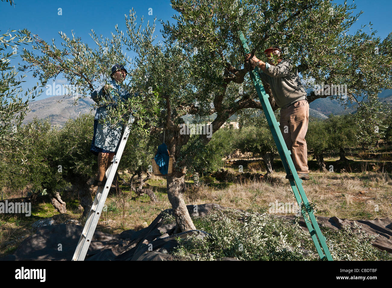 Harvesting Kalamata olives, near Kardamyli in the Outer Mani, Messinia, Southern Peloponnese, Greece Stock Photo