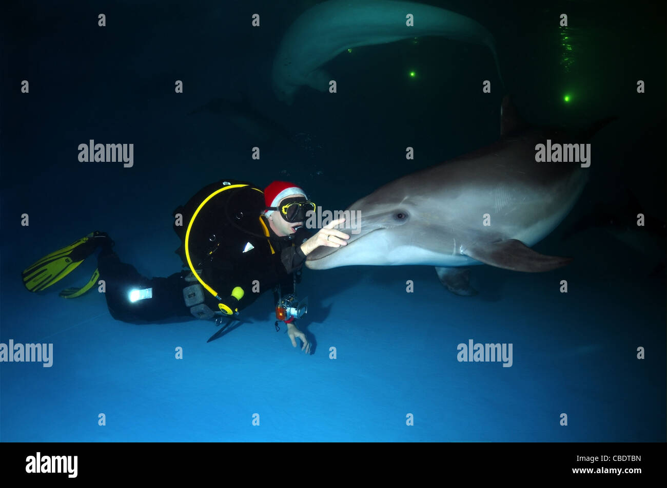 Happy New Year, Dolphin and Santa Claus - bottlenose dolphin, Afalina (Tursiops truncatus) Stock Photo