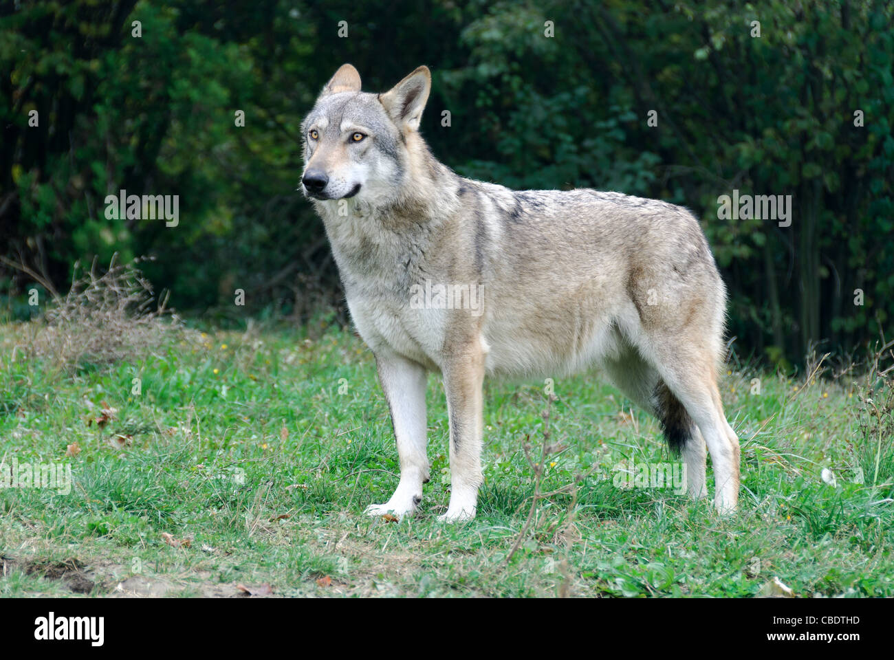 Italys National Animal