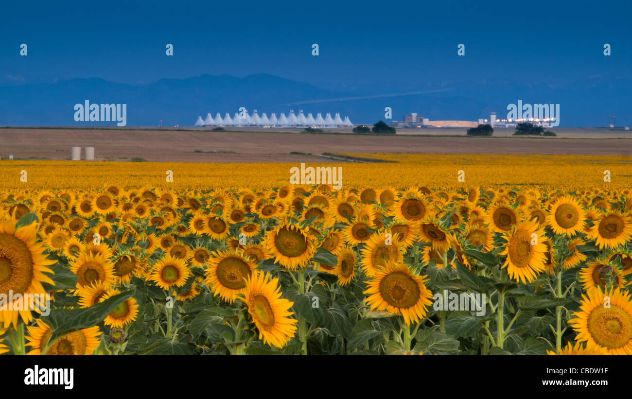 Sunflower field with Denver International Airport in the background