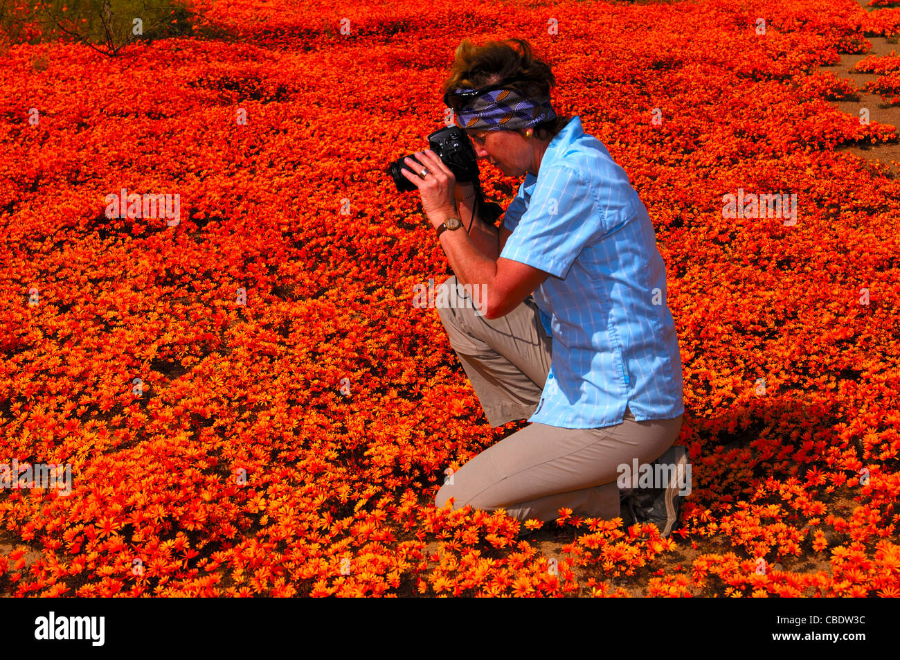 Visitor taking shots of the mass spring flower display, Nababeeb,South Africa Stock Photo