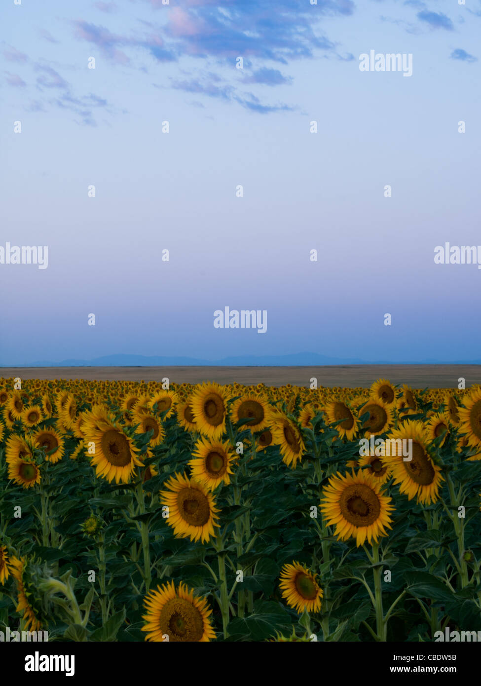 Sunflower field at Sunrise in Colorado Stock Photo Alamy