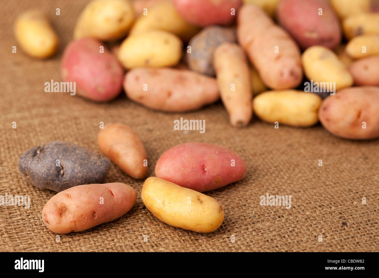 a variety of small, elongated fingerling potato organically grown in Colorado against burlap background, shallow depth of focus Stock Photo