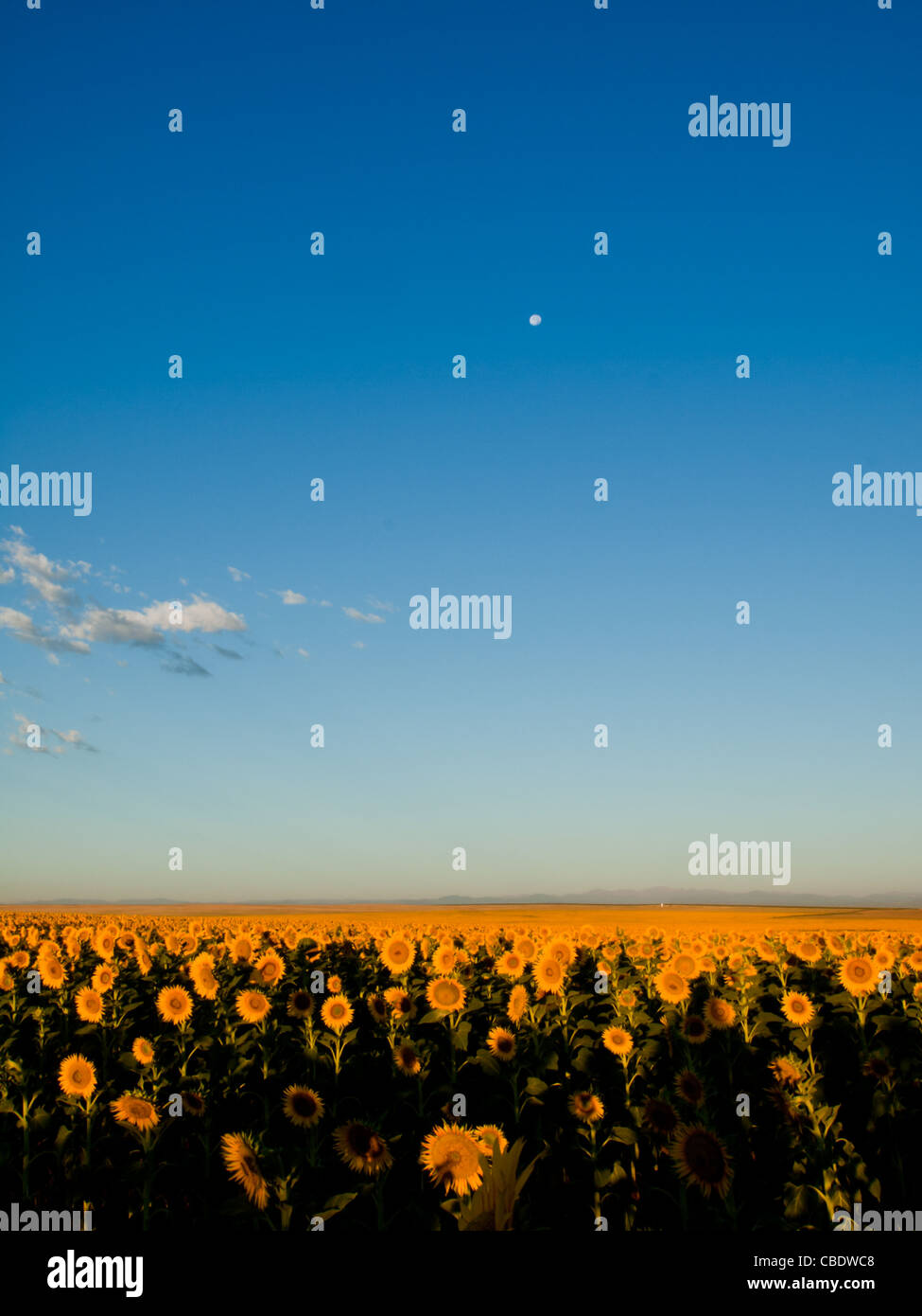 Sunflower field at Sunrise in Colorado Stock Photo Alamy