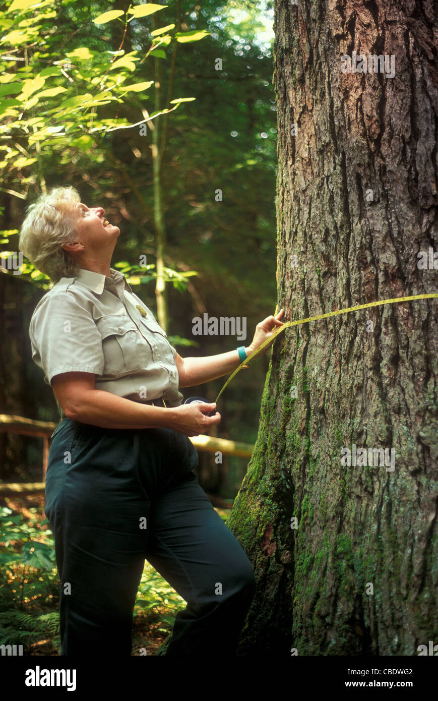NC state forester Virginia Russell measures the state champion hemlock