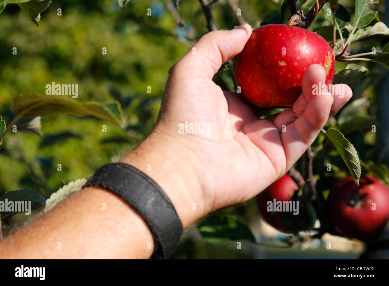 Fruit picker picking a ripe Discovery apple in an orchard, Denmark Stock Photo