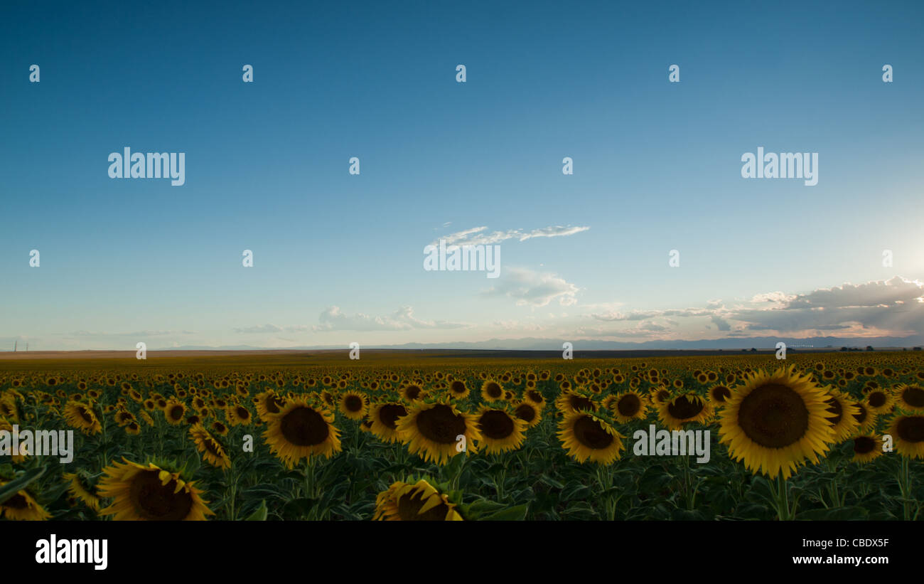Sunflower field at sunset in Colorado Stock Photo Alamy