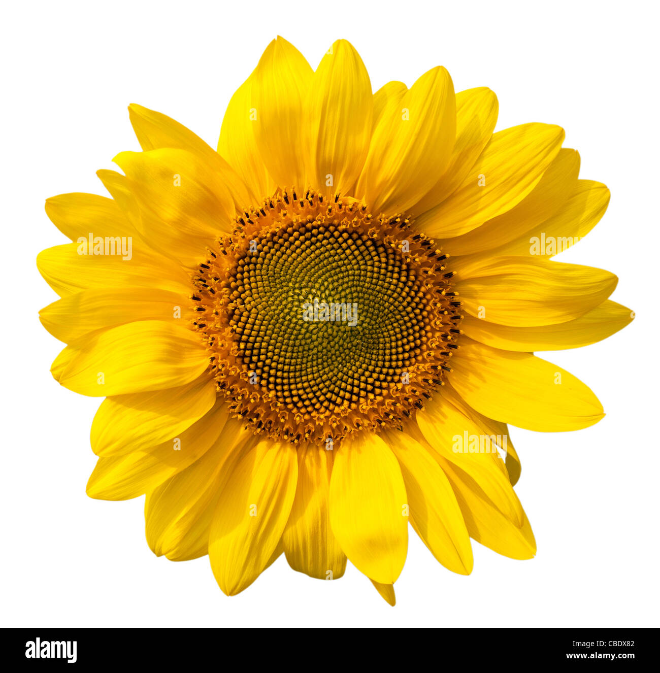 Yellow sunflower isolated on white background Stock Photo - Alamy