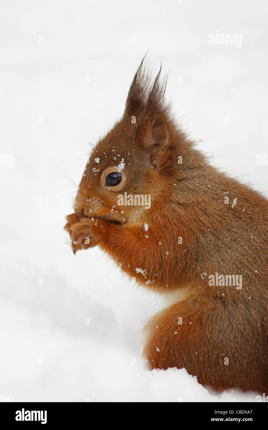 Red Squirrel (Sciurus vulgaris) in the snow in the forest, Highlands, Scotland, UK Stock Photo