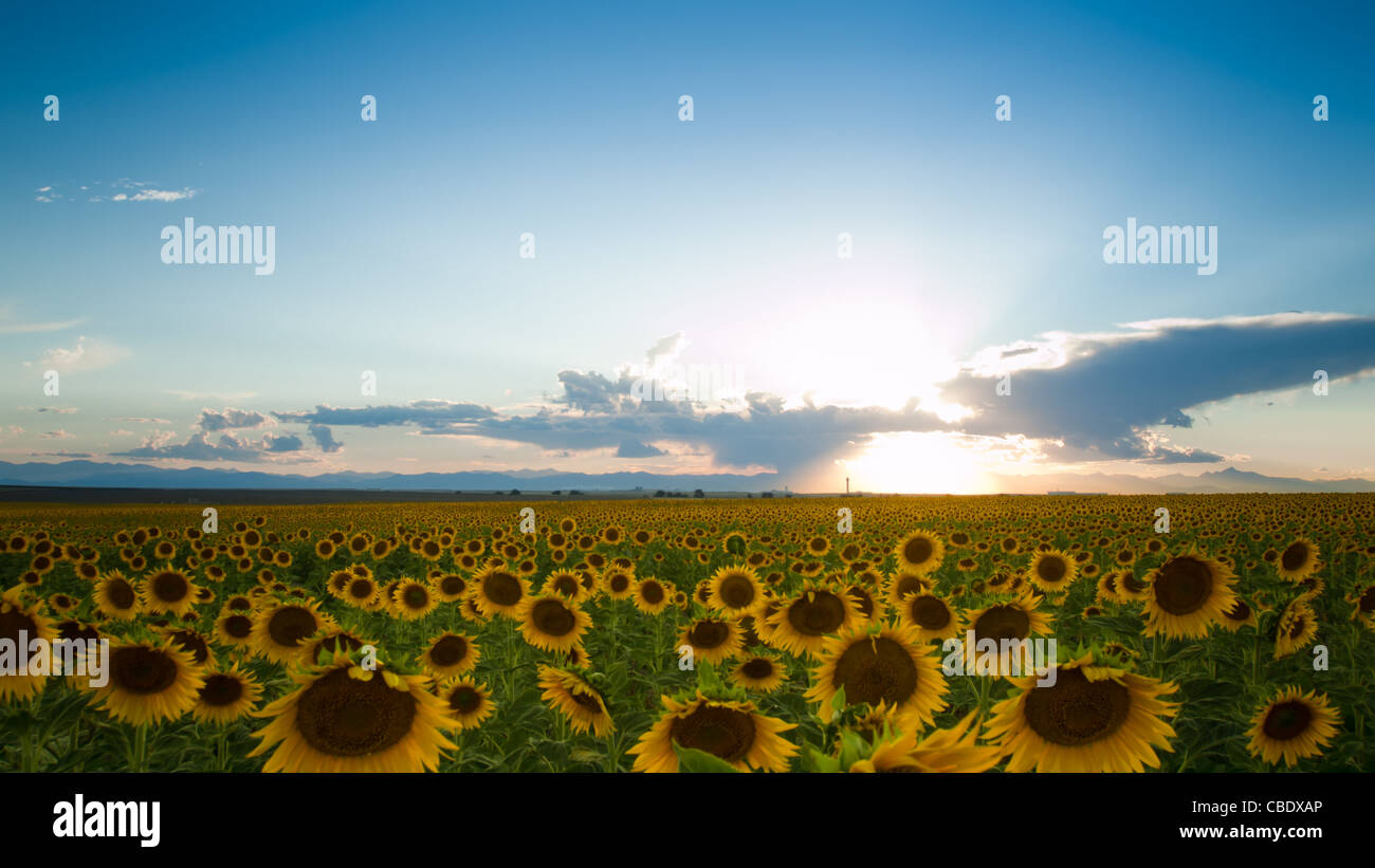Sunflower field at sunset in Colorado Stock Photo Alamy
