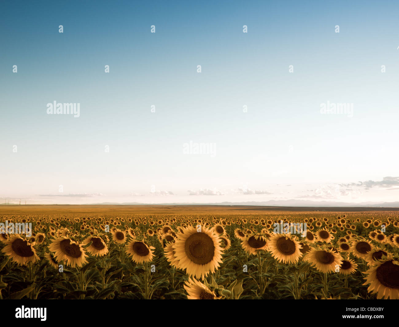 Sunflower field at sunset in Colorado Stock Photo Alamy
