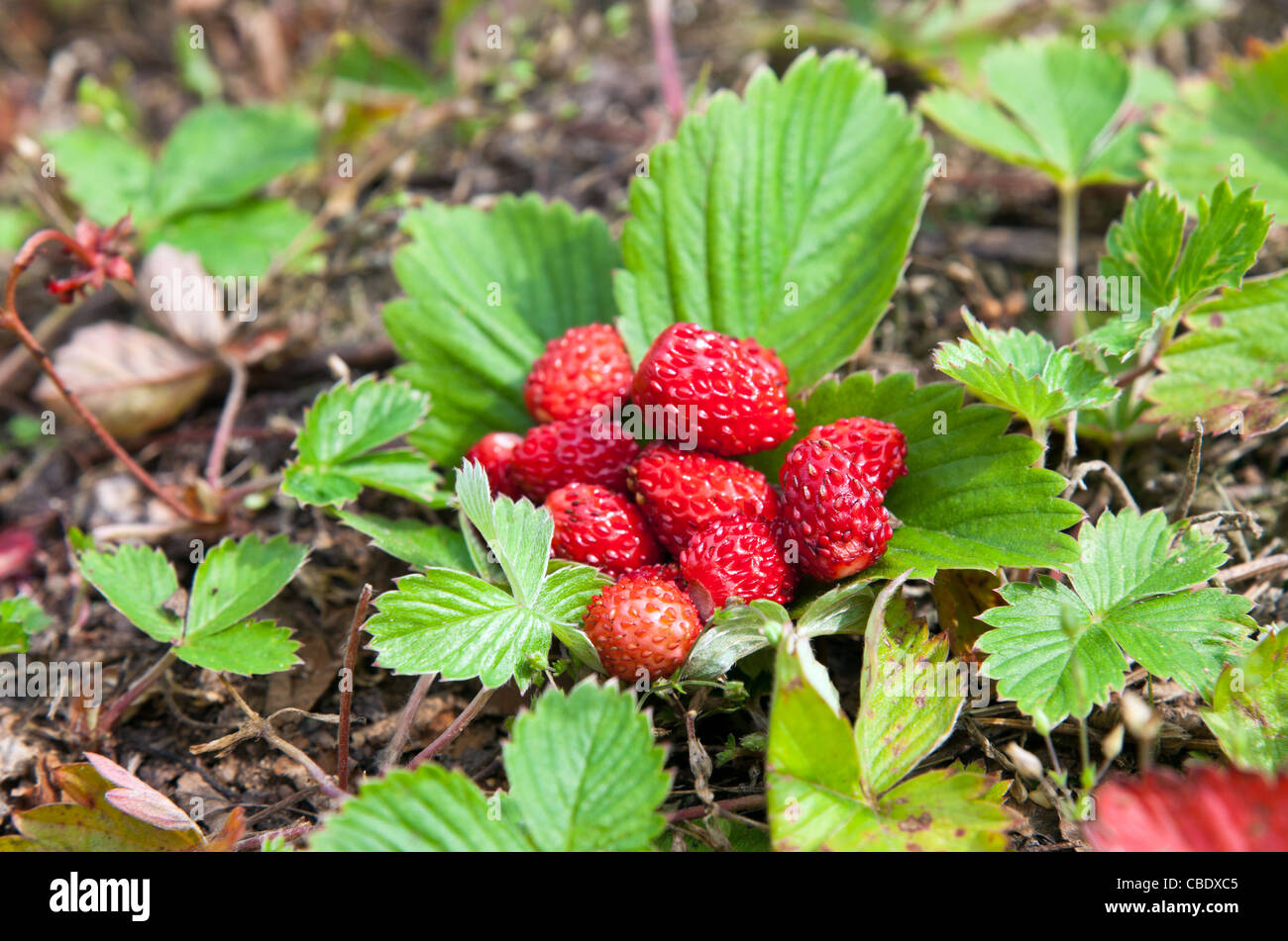 Closeup of a wild strawberry Stock Photo - Alamy
