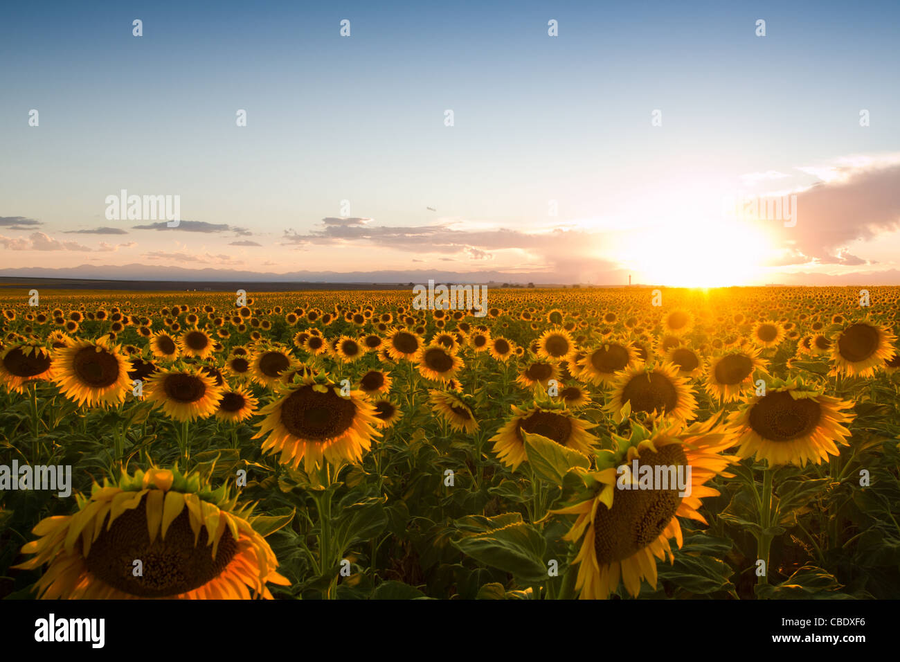 Sunflower field denver international airport hires stock photography