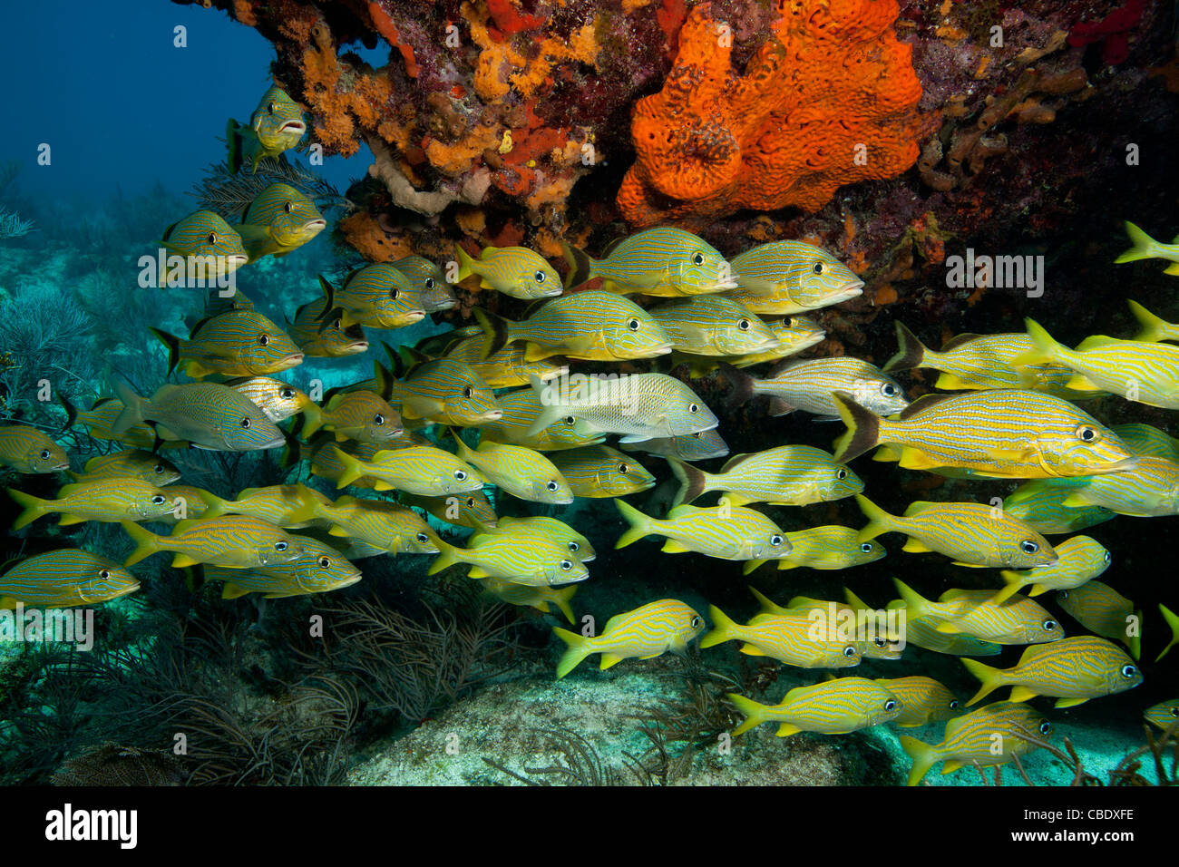 Schooling fish congregate on a reef in the Florida Keys National Marine Sanctuary. Stock Photo
