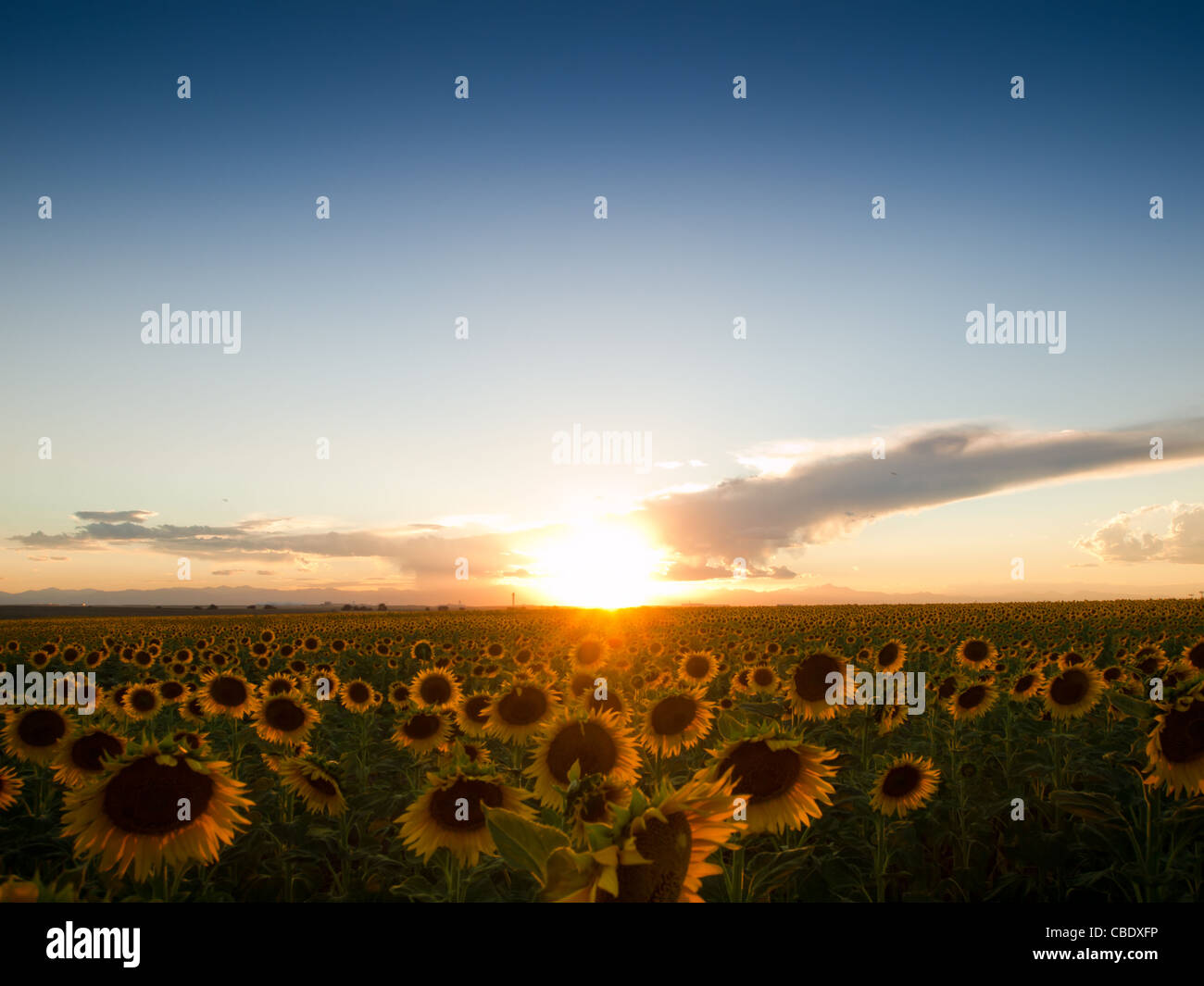 Sunflower field at sunset in Colorado Stock Photo Alamy