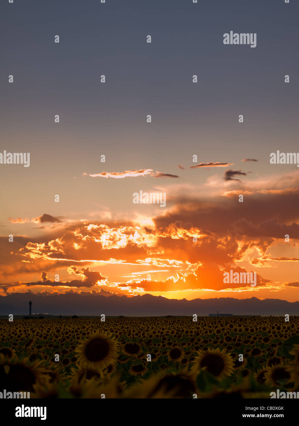 Sunflower field at sunset in Colorado Stock Photo Alamy