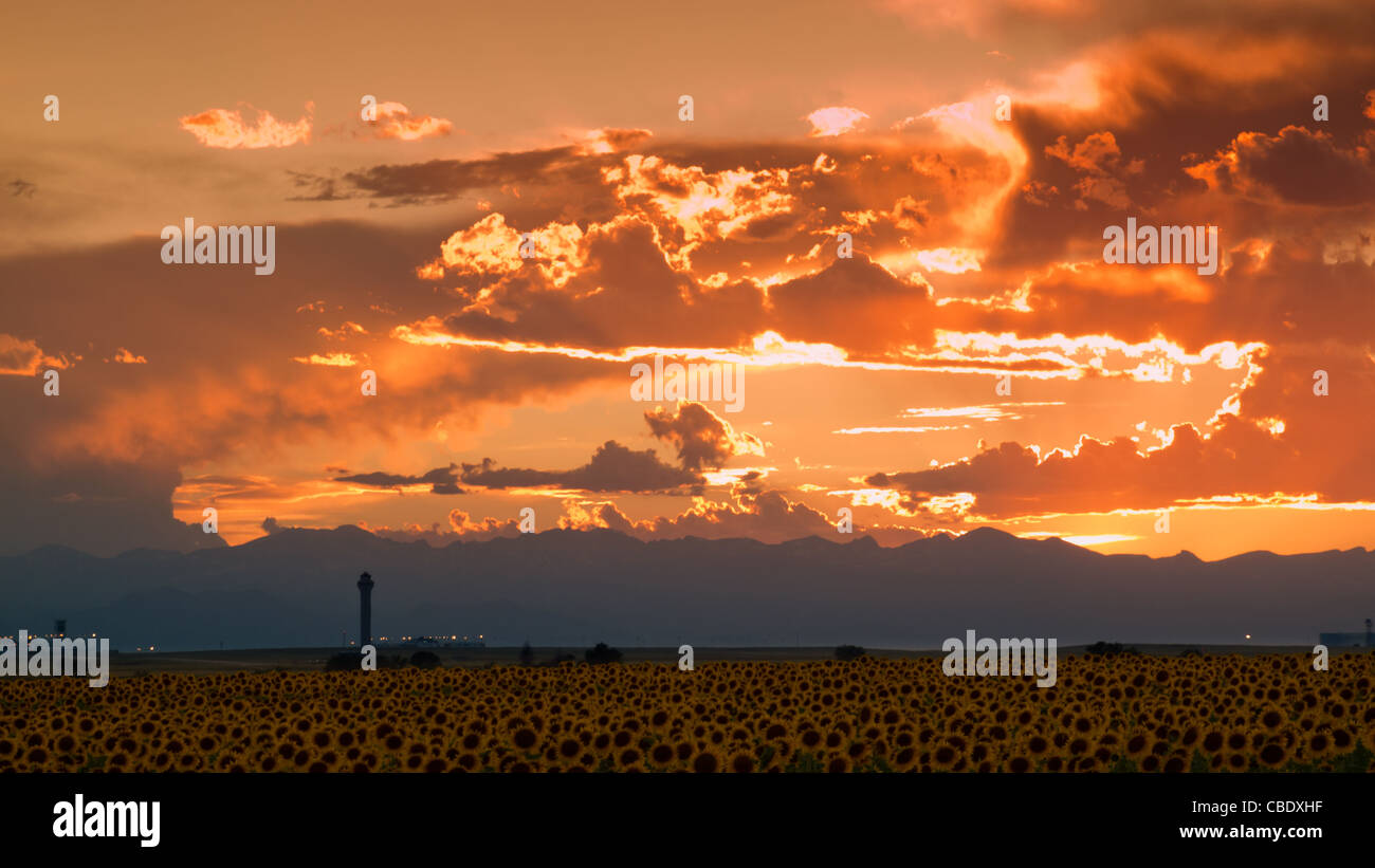 Sunflower field at sunset in Colorado Stock Photo Alamy