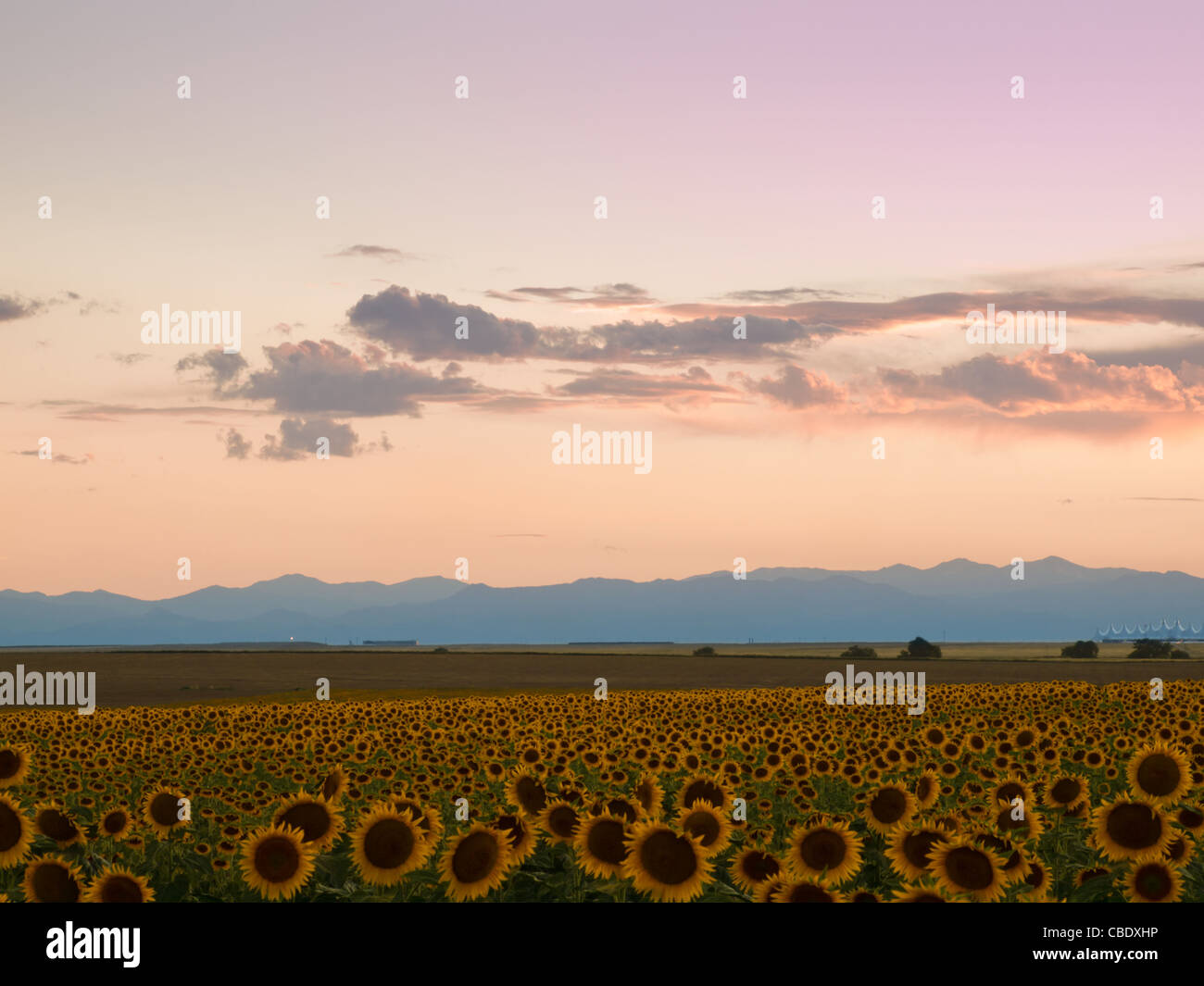Sunflower field denver international airport hires stock photography