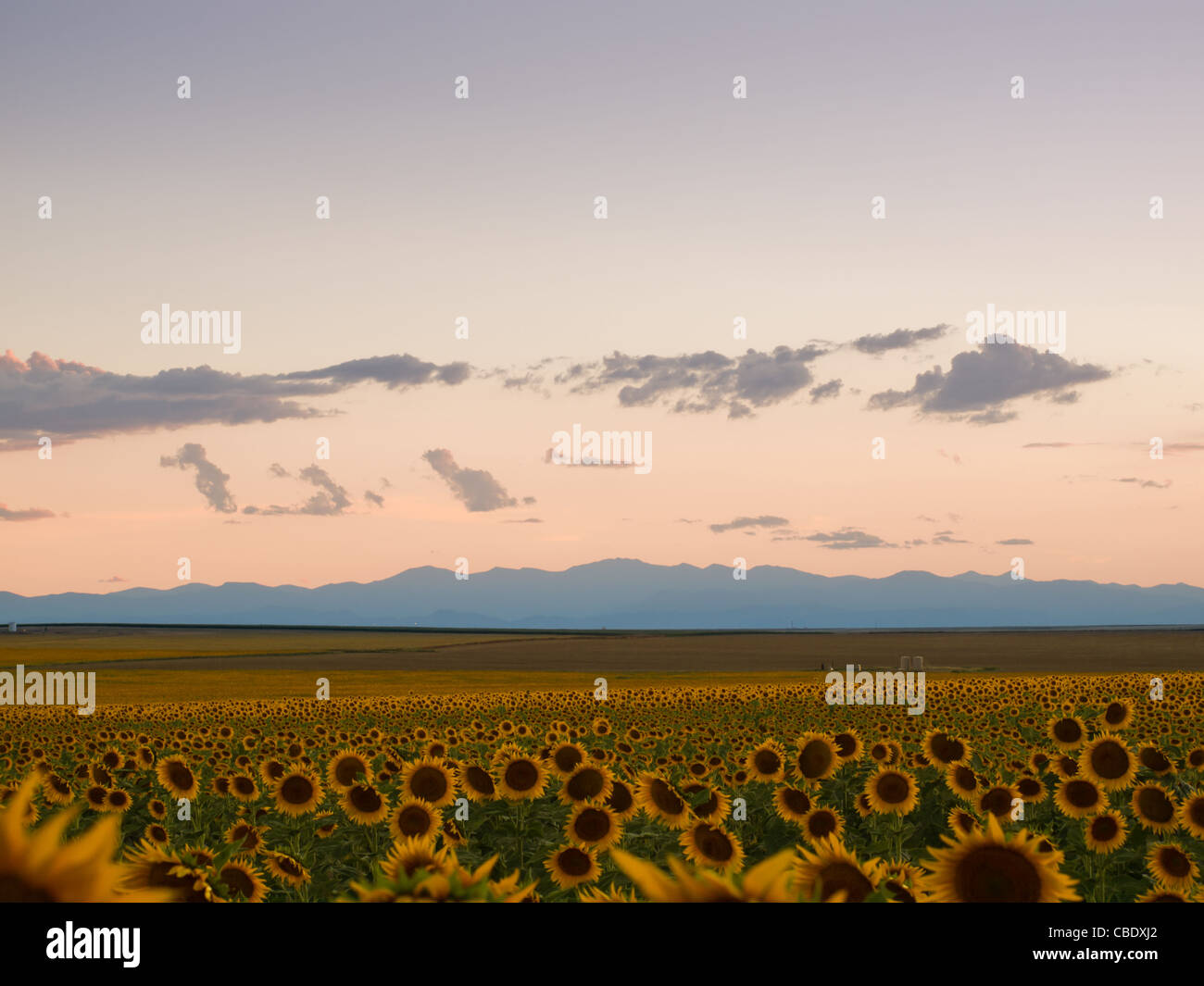 Sunflower field denver international airport hires stock photography