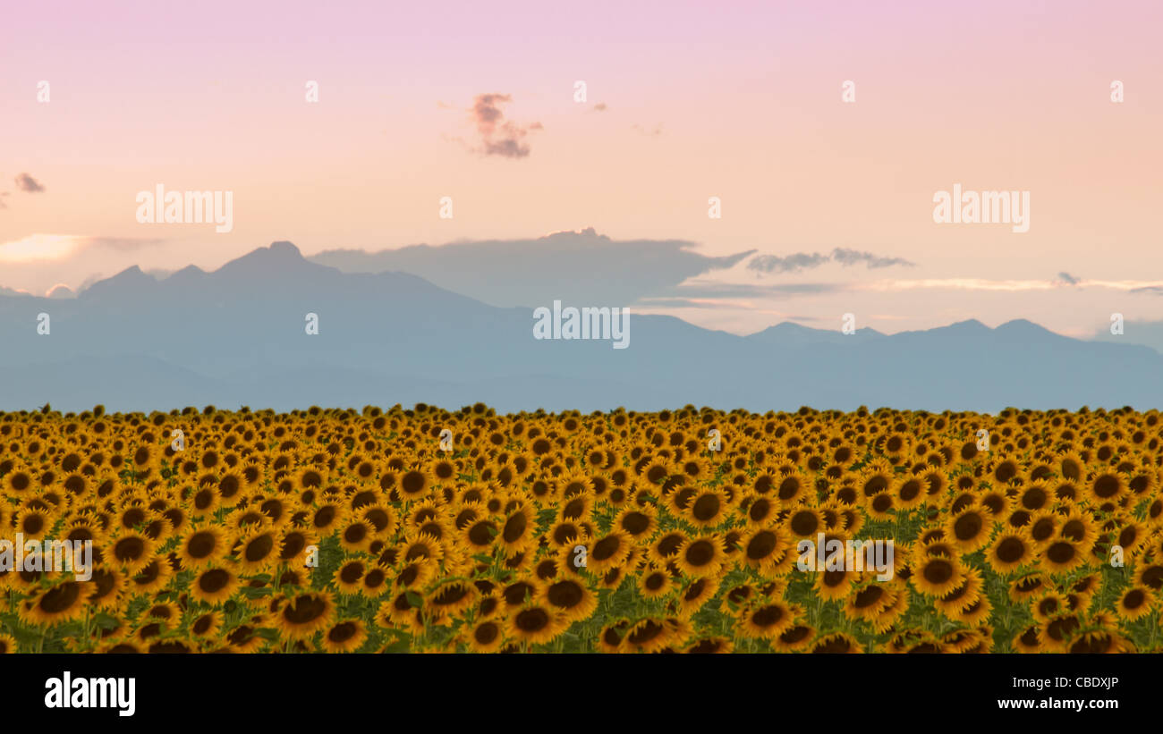 Sunflower field denver international airport hires stock photography