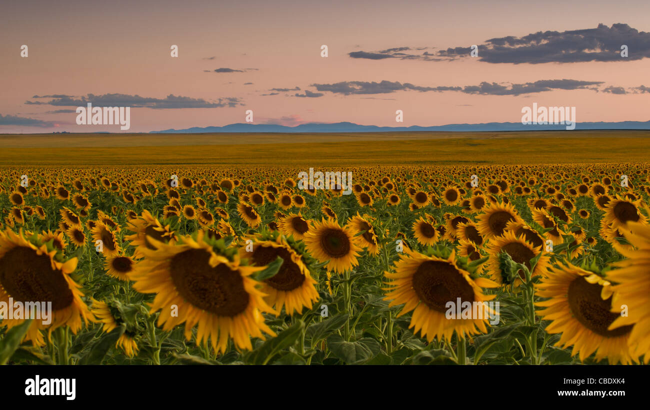 Sunflower field at sunset in Colorado Stock Photo Alamy