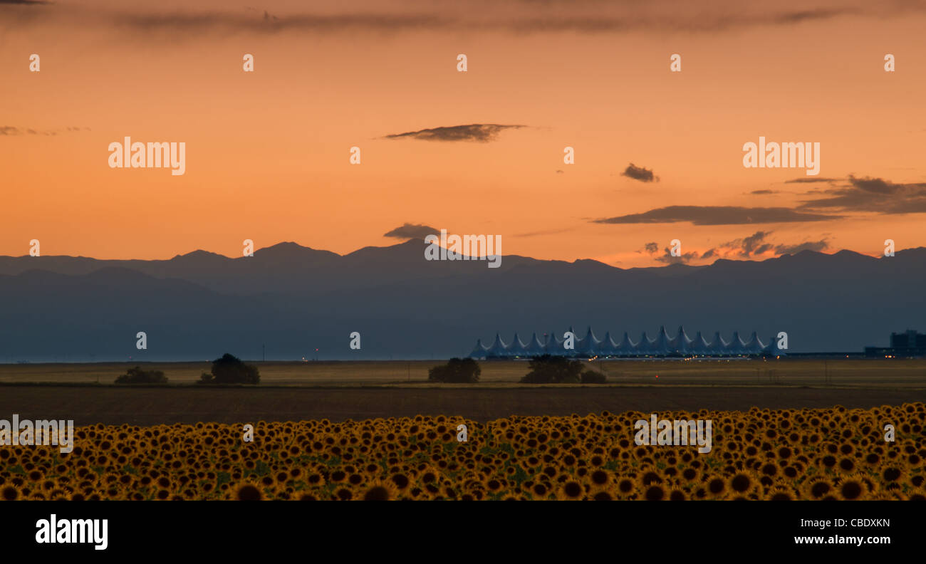 Sunflower field denver international airport hires stock photography