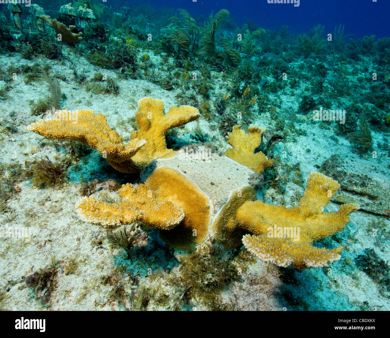 Project to rehabilitate the reefs by  transplanting Elkhorn coral Stock Photo