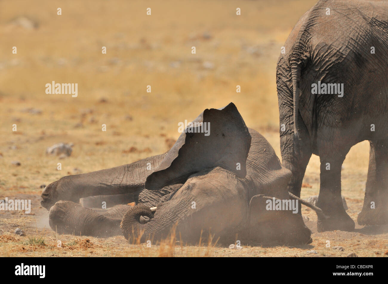 Young elephant is taking a dustbath Stock Photo