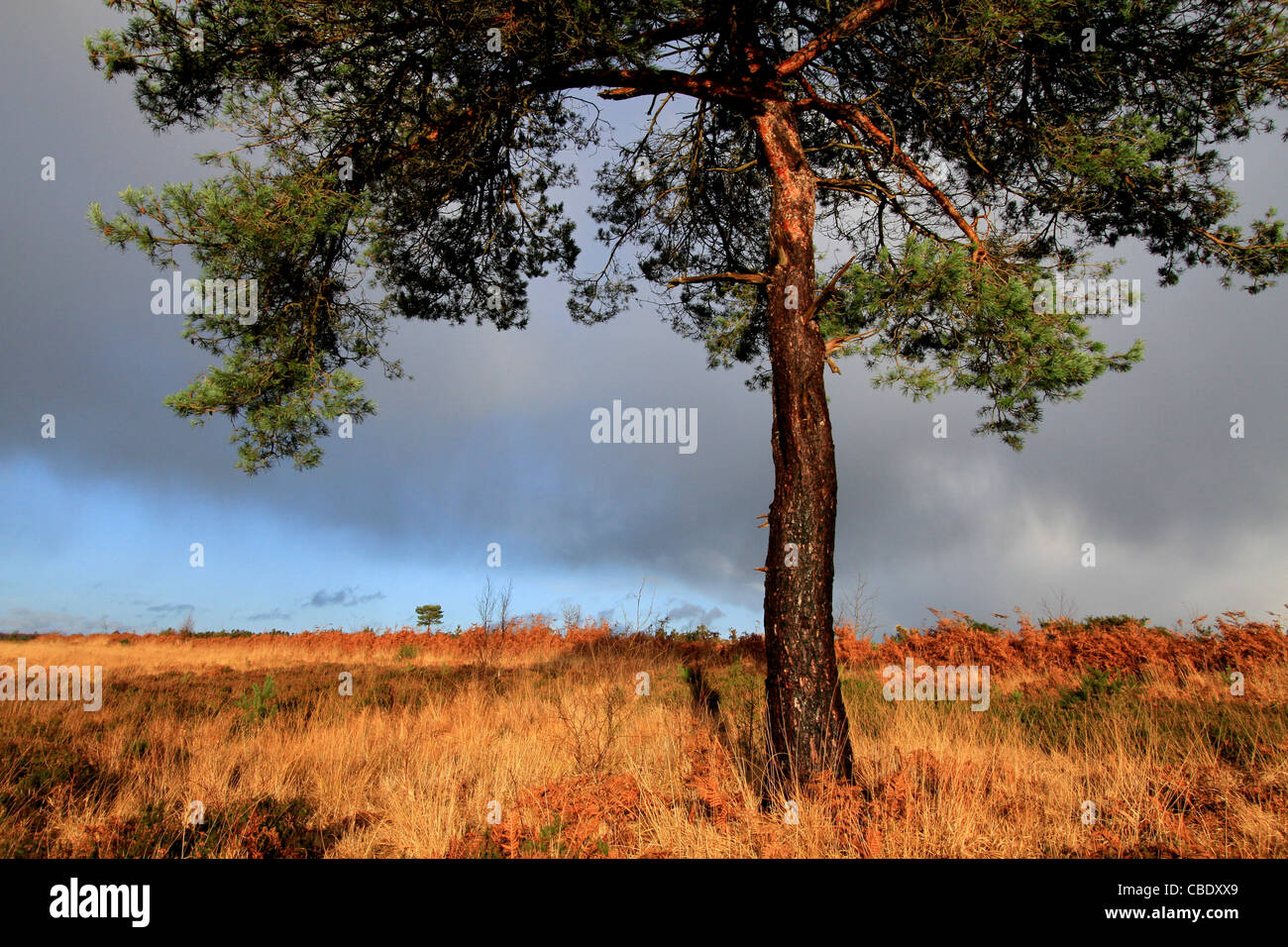 Chelwood gate hires stock photography and images Alamy