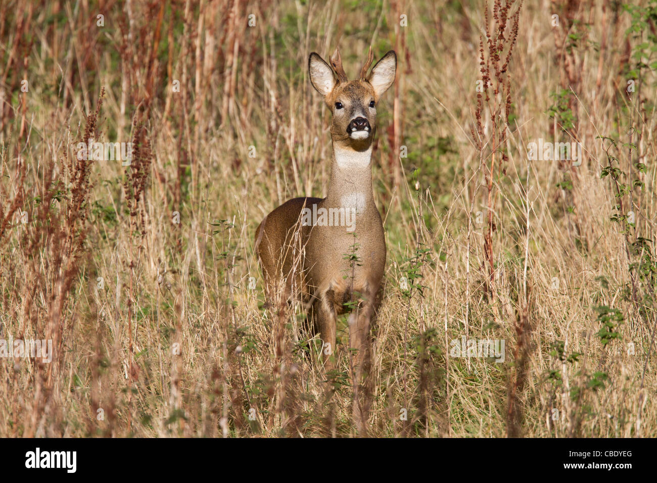 Roe deer stag hi-res stock photography and images - Alamy