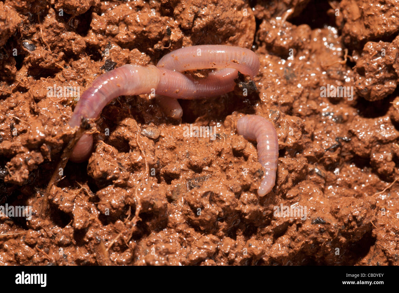 earthworms in muddy soil Stock Photo Alamy