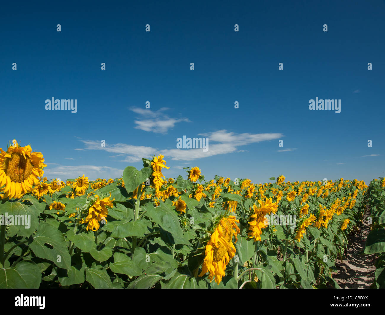Sunflower field in Colorado Stock Photo Alamy