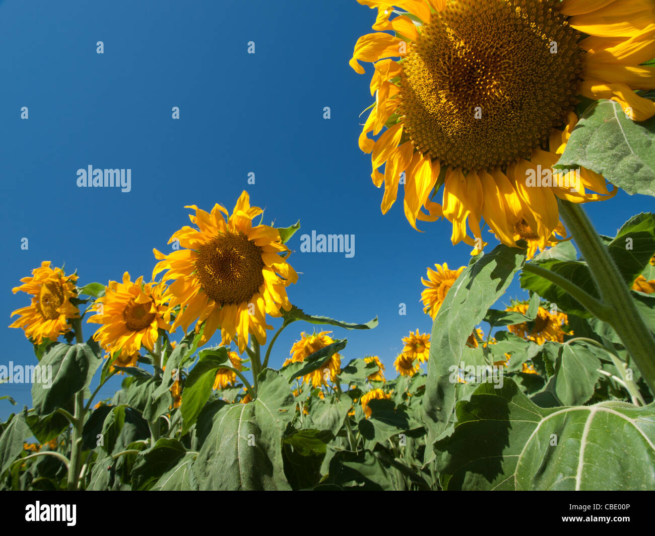 Sunflower field in Colorado Stock Photo Alamy